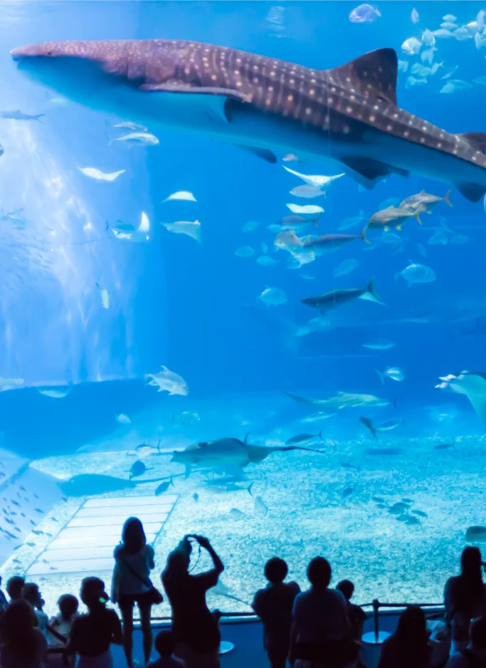 A large whale shark glides above silhouetted visitors inside the vast Okinawa Churaumi Aquarium tank.
