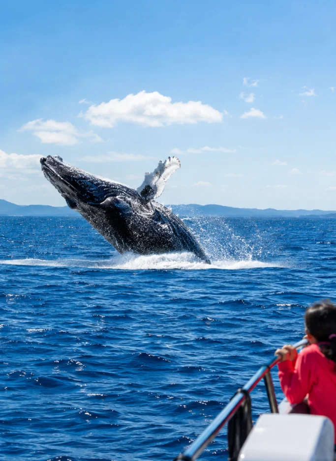 A humpback whale breaches the deep blue sea as a child watches from a boat in Okinawa.