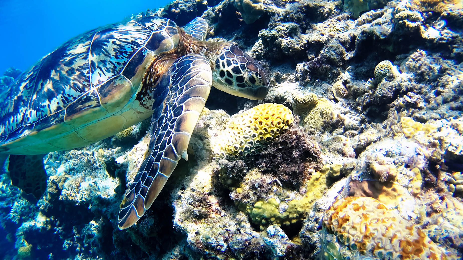 tokashiki island sea turtle