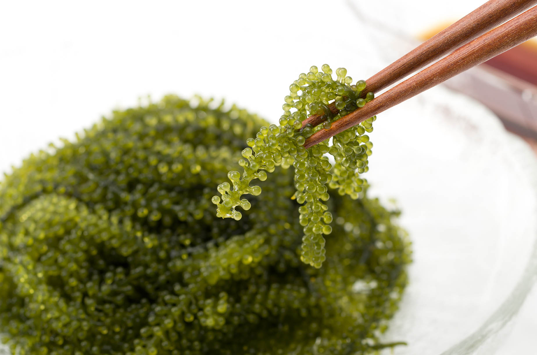 seaweed umibudo