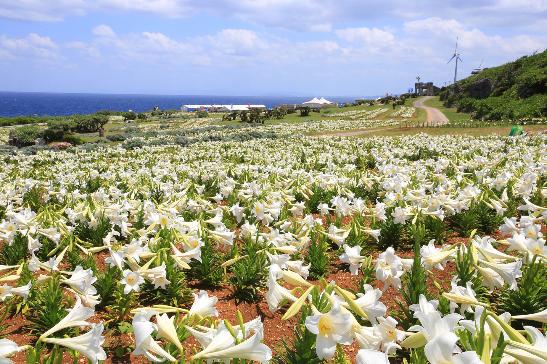 ie island lily festival