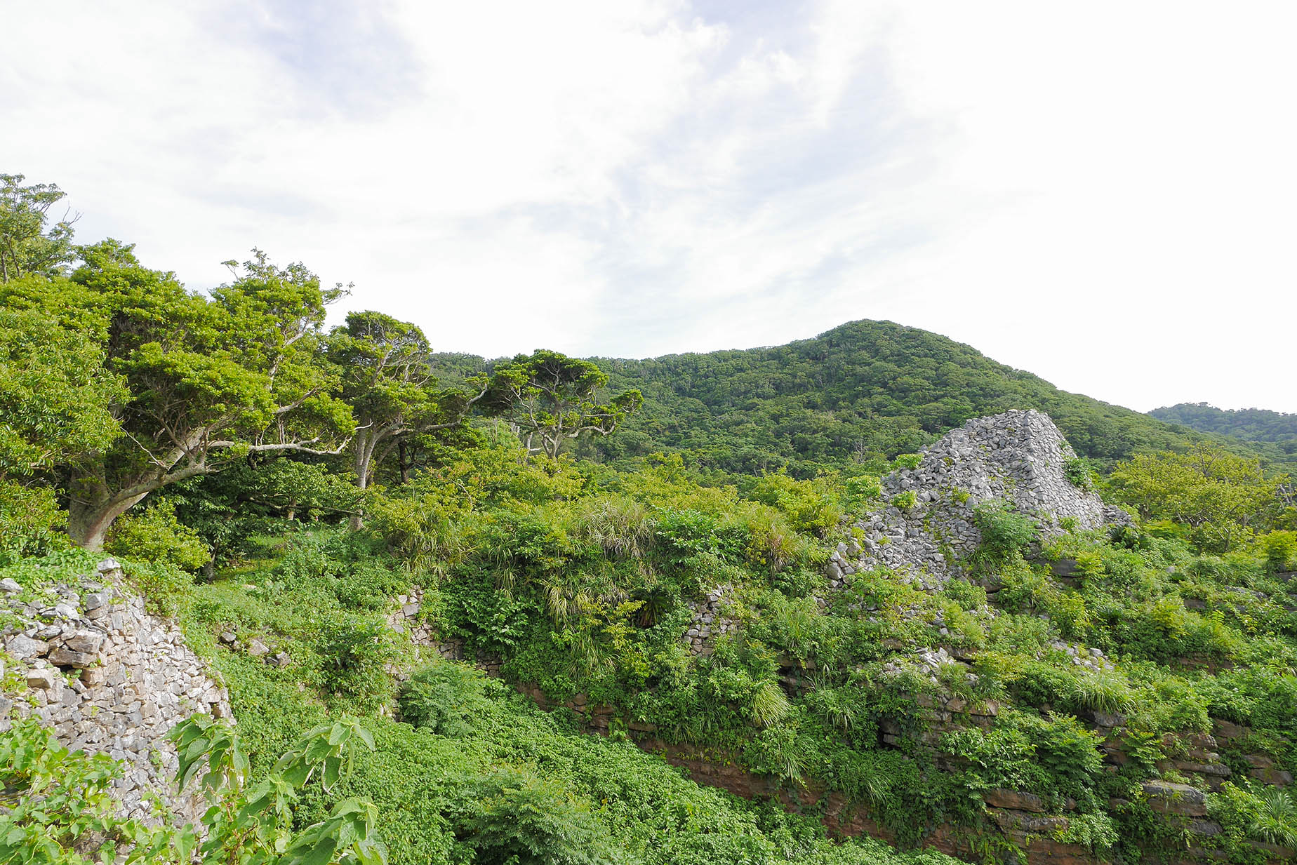 motobu peninsula forest scenery