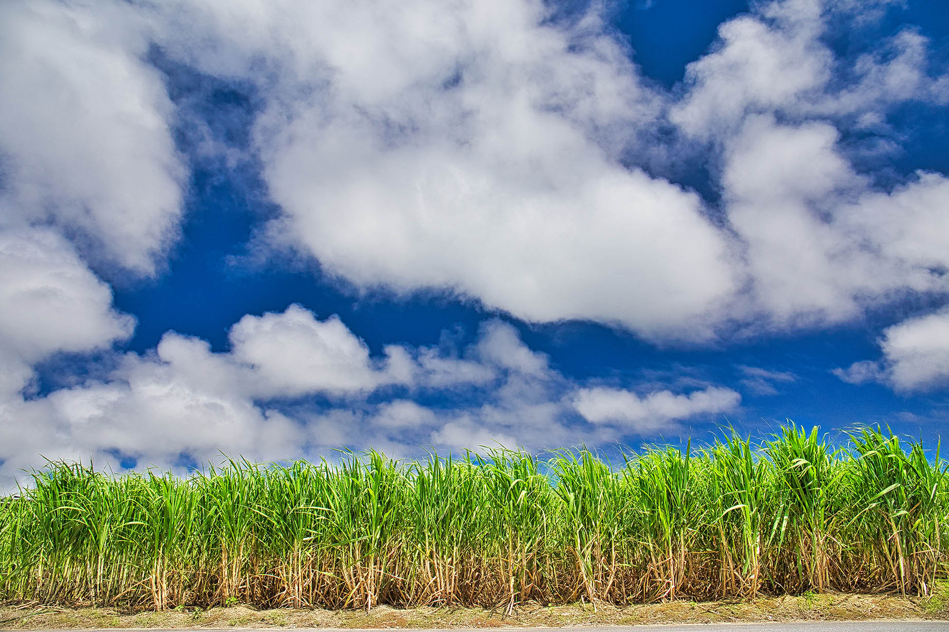 itoman nanjo sugarcane fields