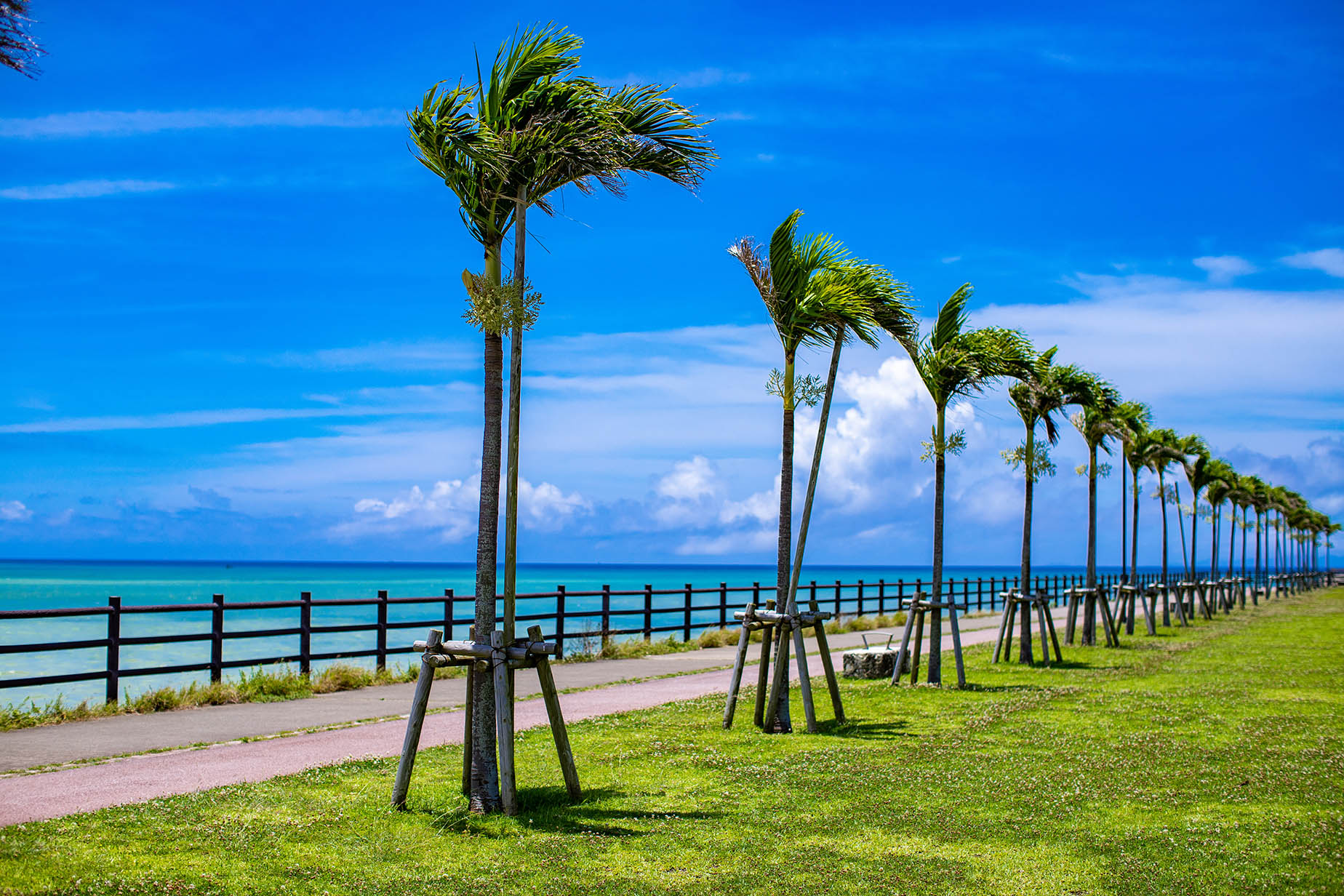 toyosaki palm trees ocean