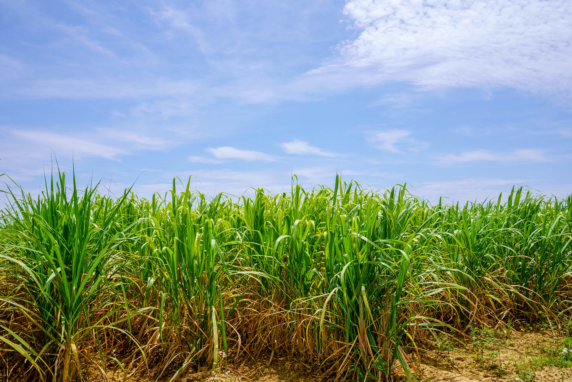 hateruma island sugarcane fields