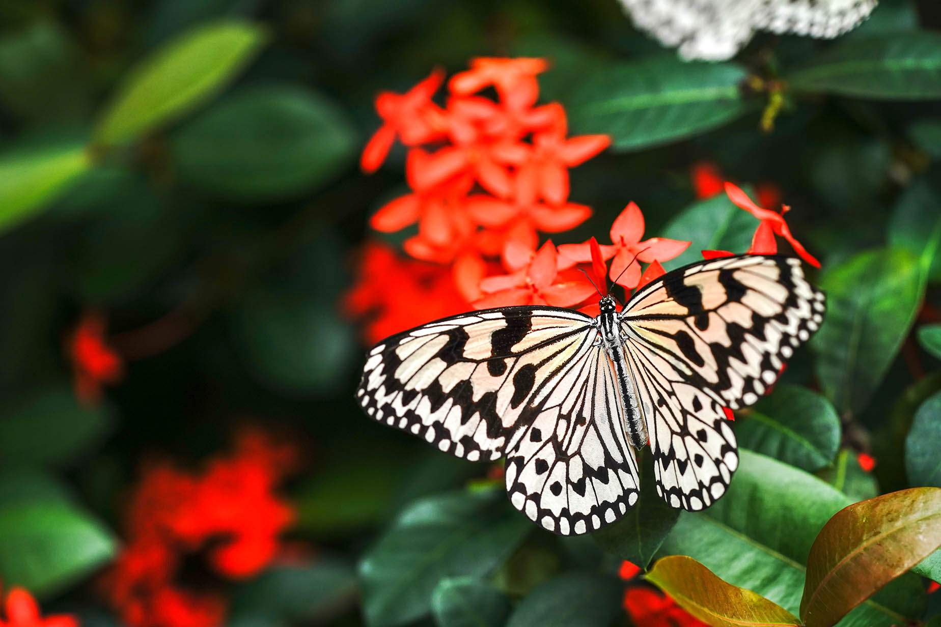 yubu island butterfly garden