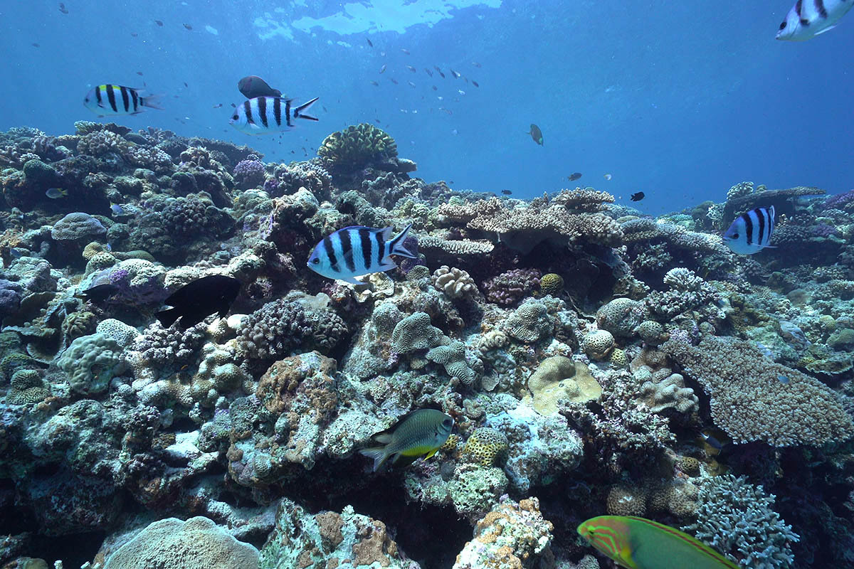 okinawa nature coral reef