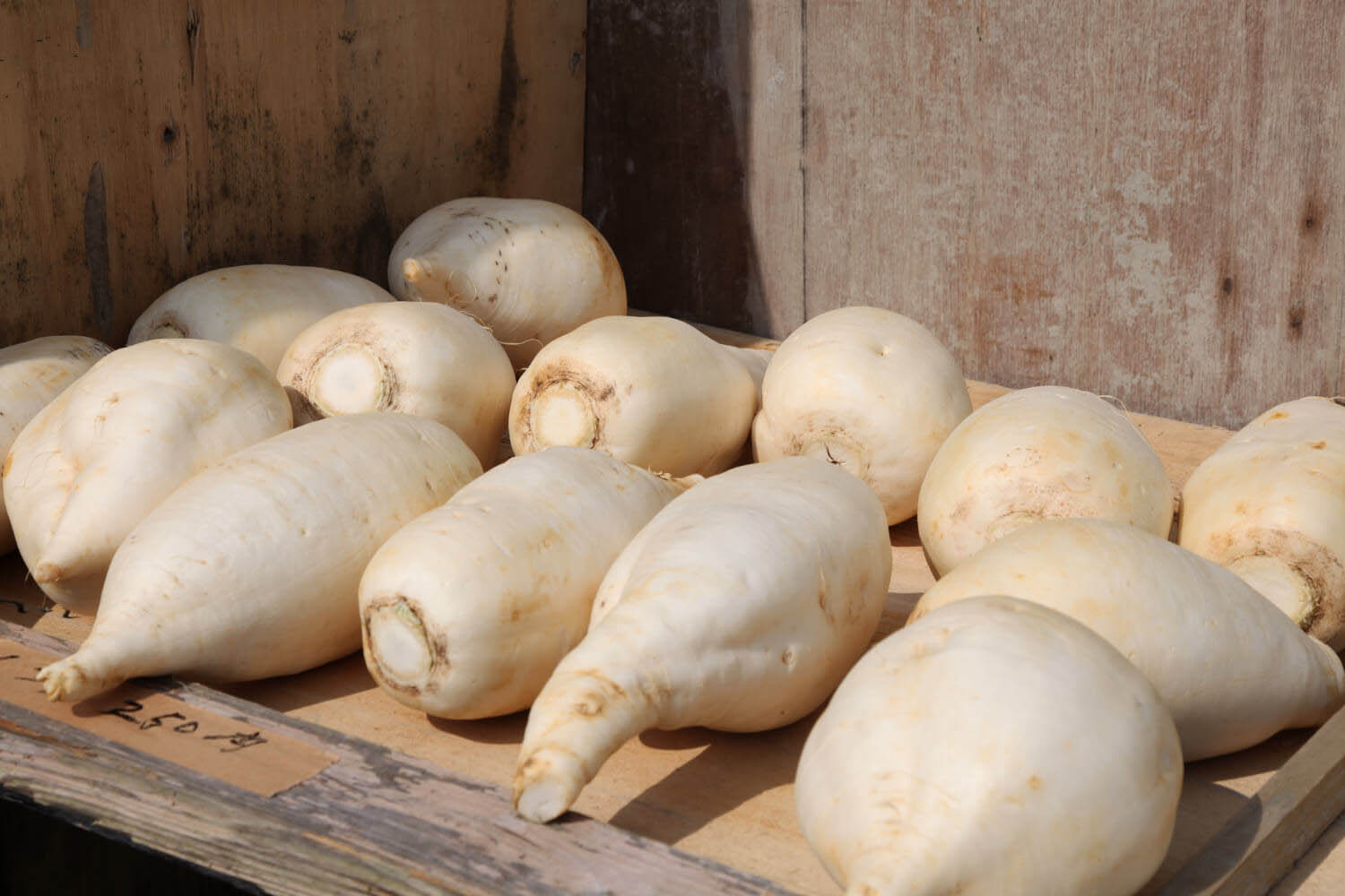 okinawan daikon
