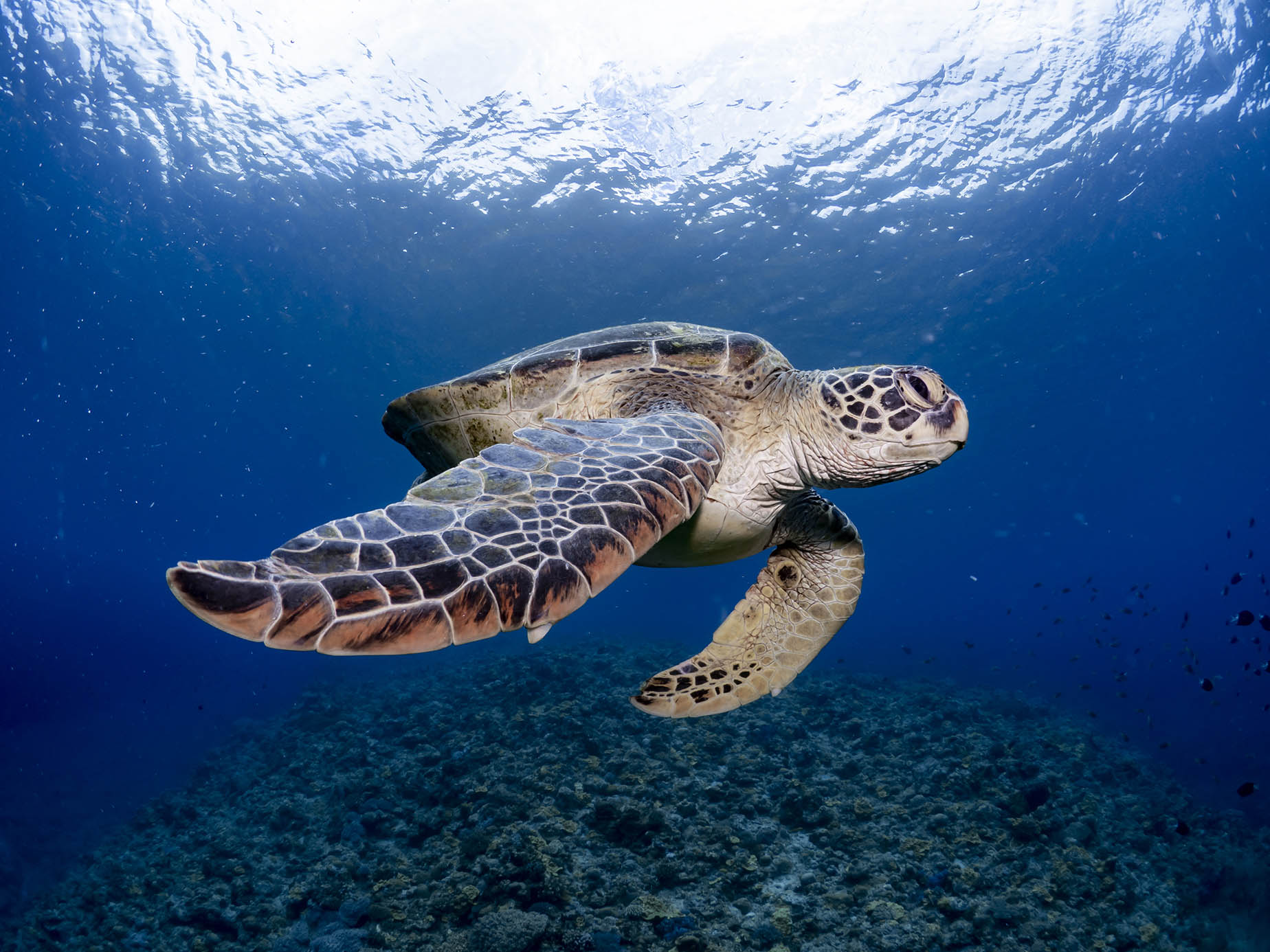 august okinawa sea turtle