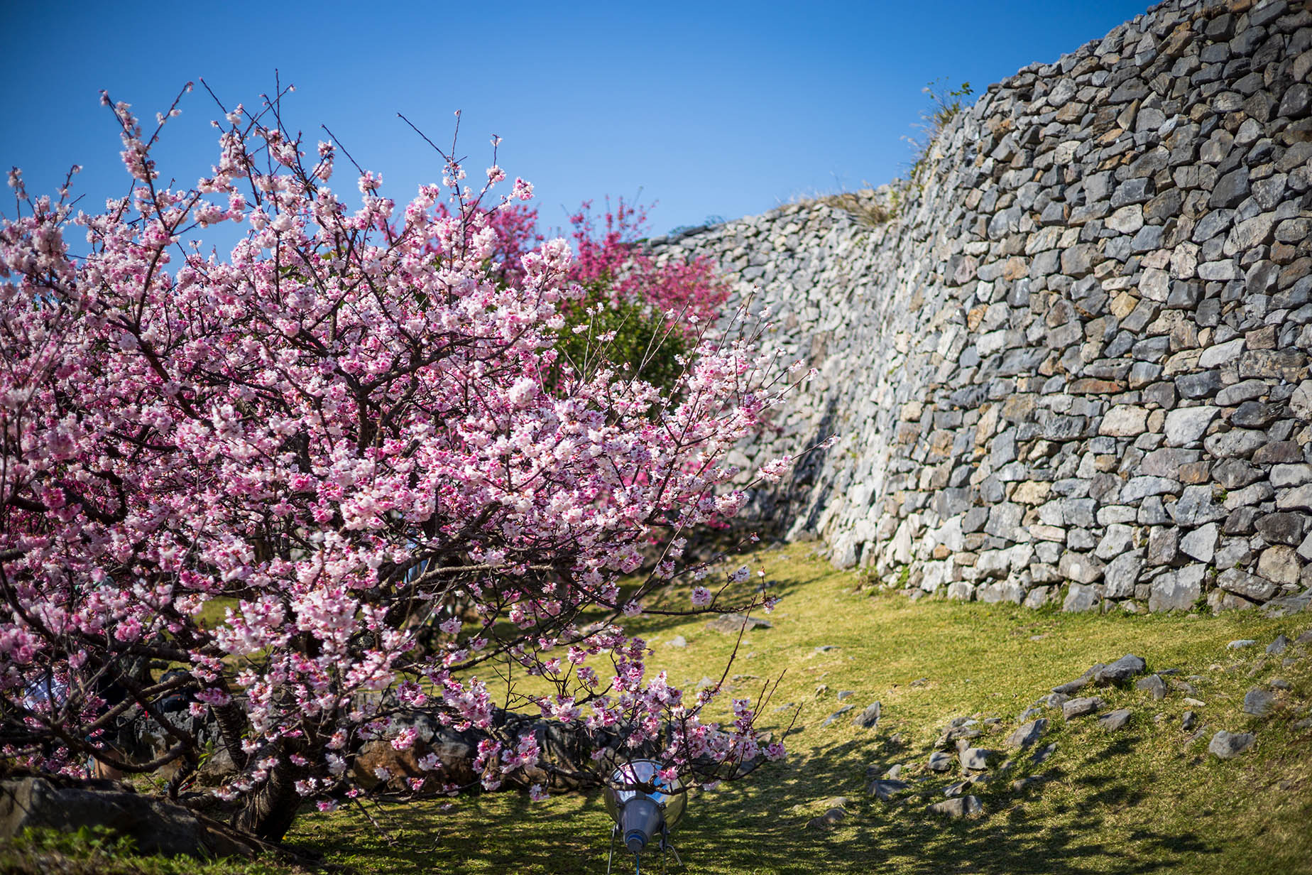 february nakijin cherry blossom festival