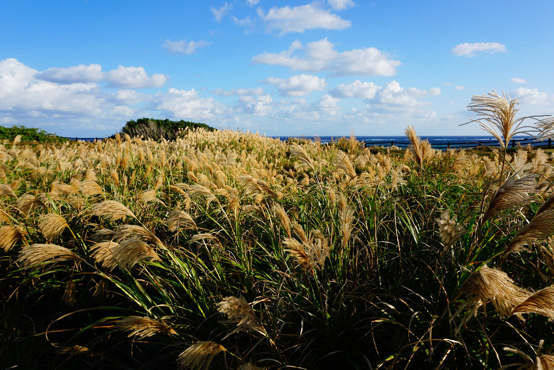 november silver grass okinawa