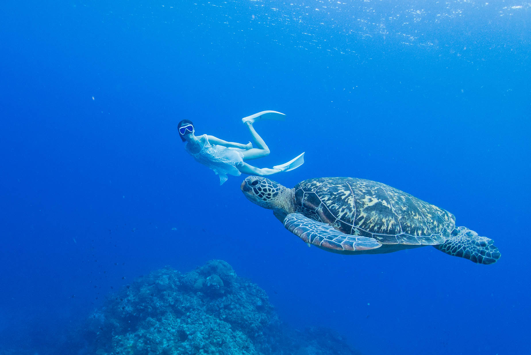 okinawa snorkeling sea turtle