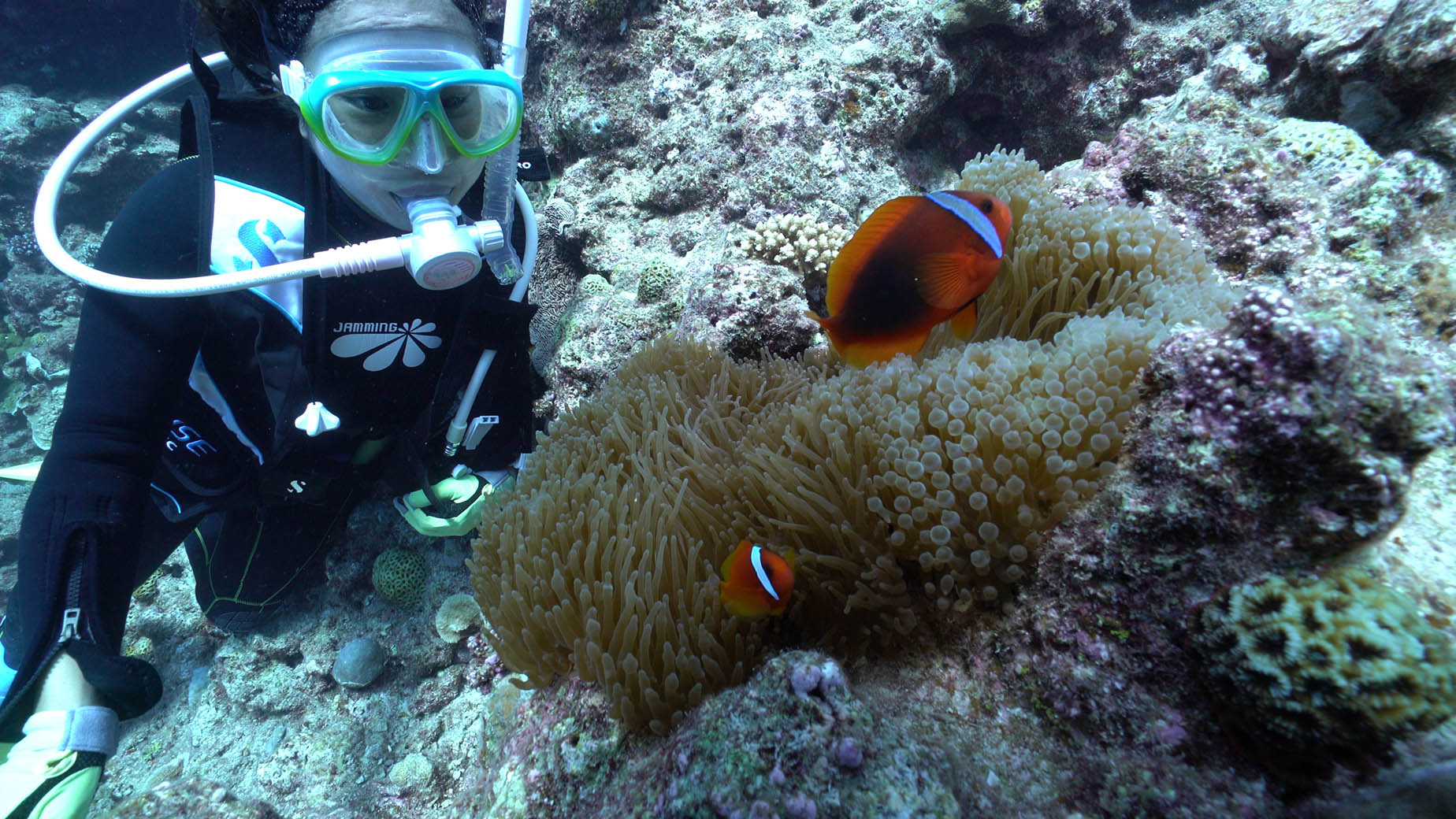 okinawa diving coral reef