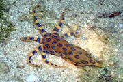 okinawa blue ringed octopuses