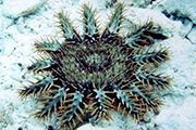 okinawa crown of thorns starfish