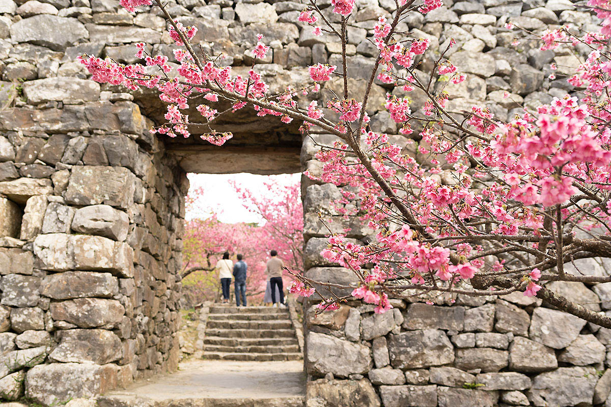 nakijin castle cherry blossoms