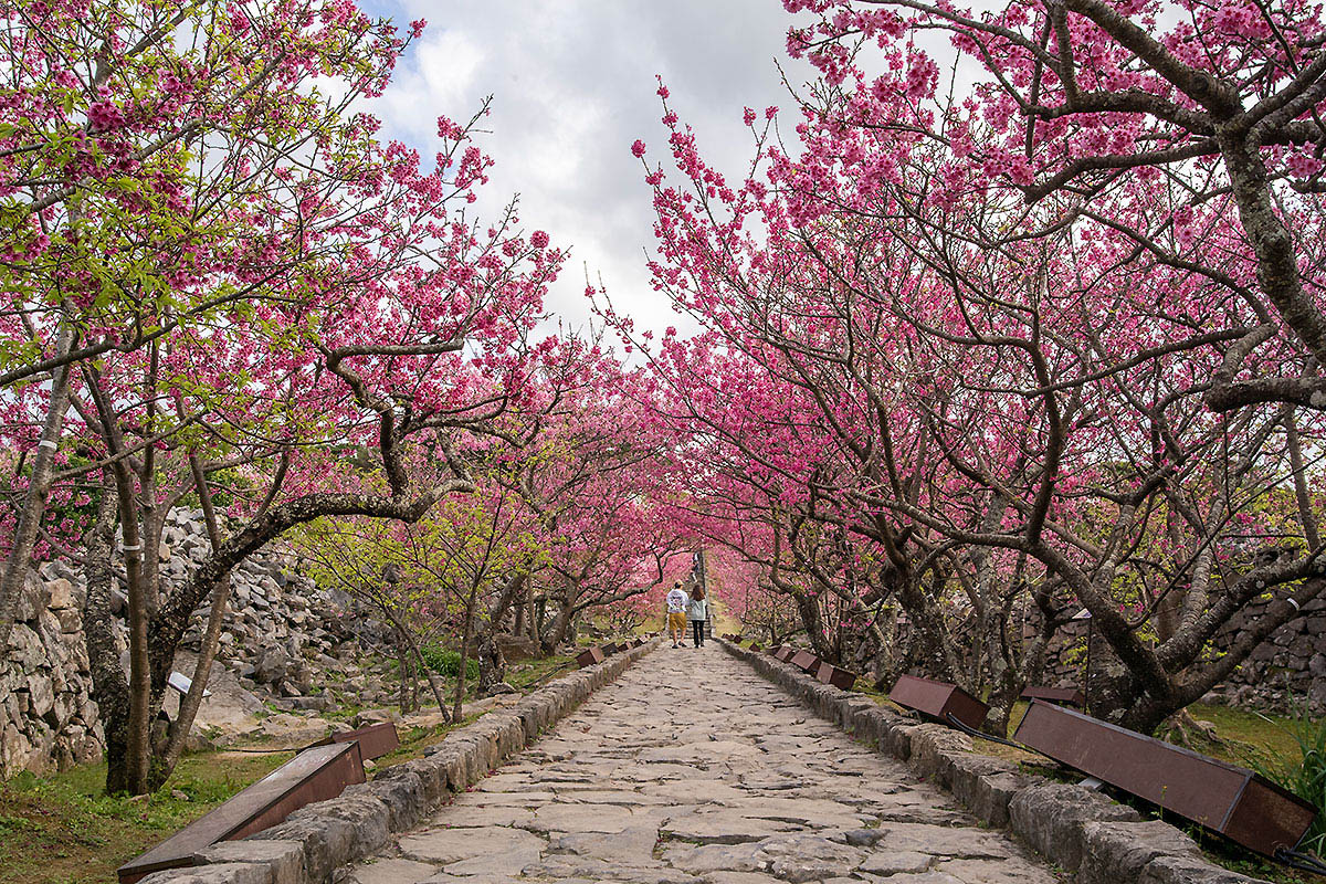 nakijin cherry tree row