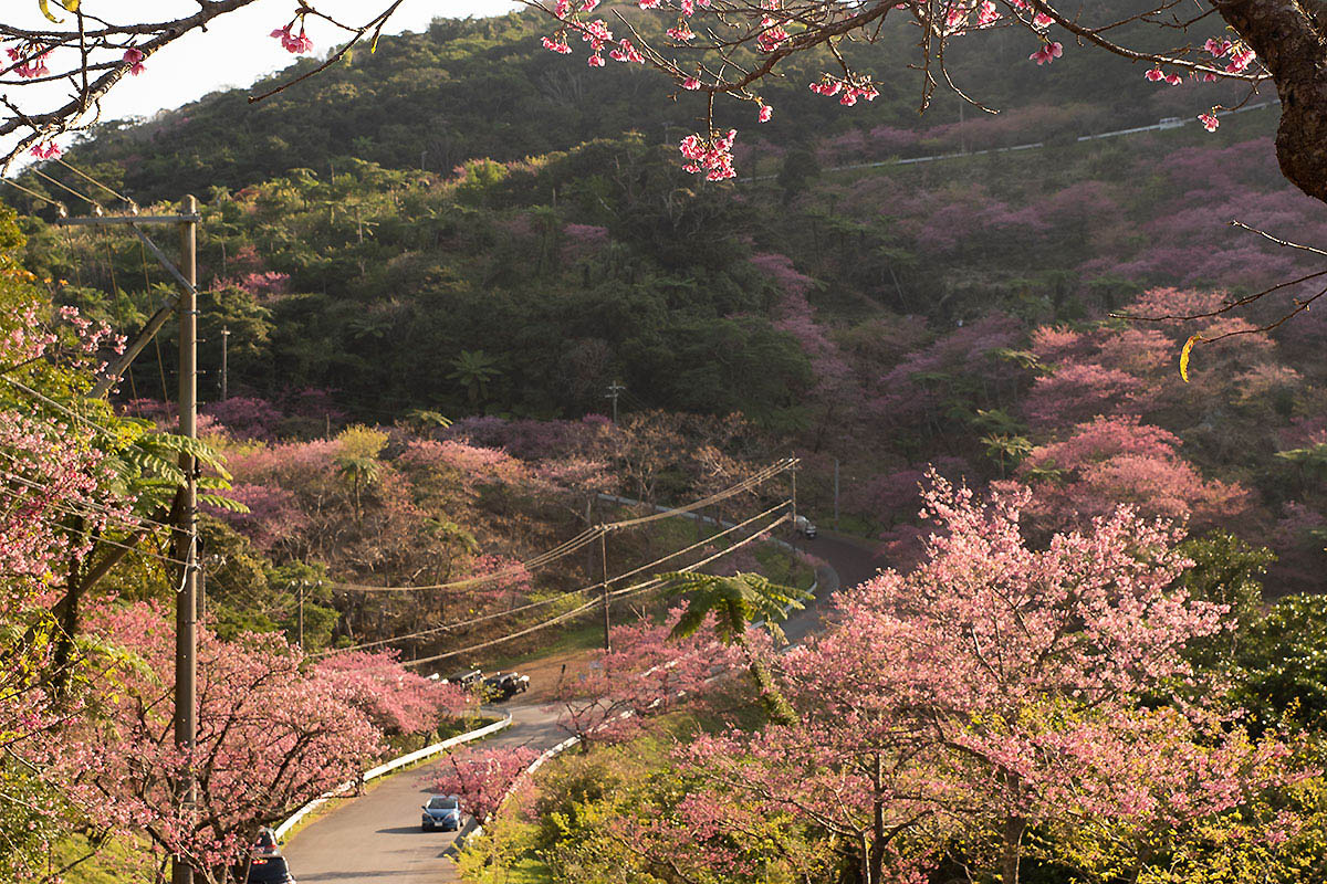 mt yae cherry blossoms