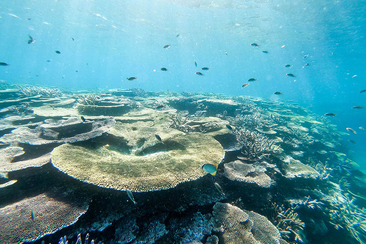 tropical fish reef miyako