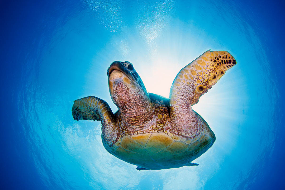 sea turtle okinawa