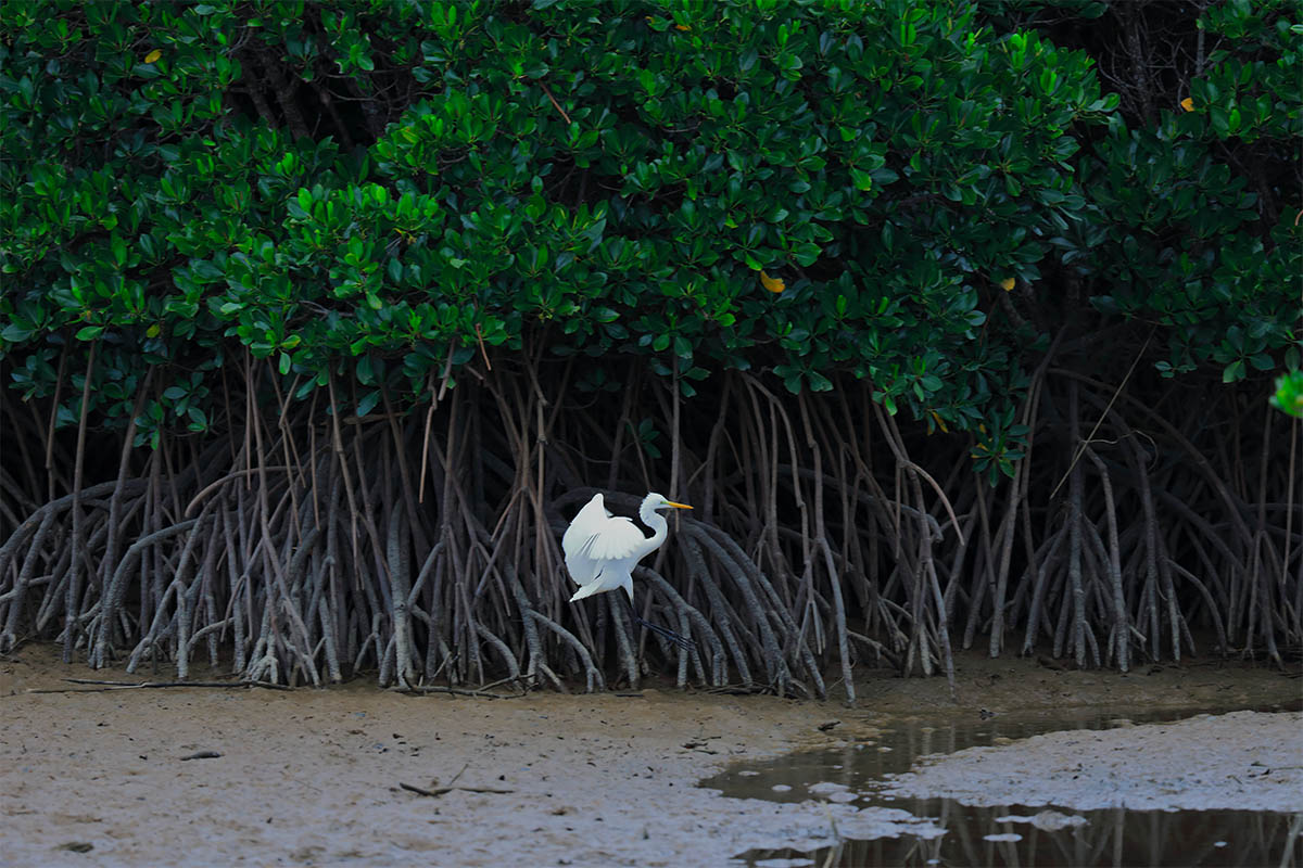 gesashi mangrove forest