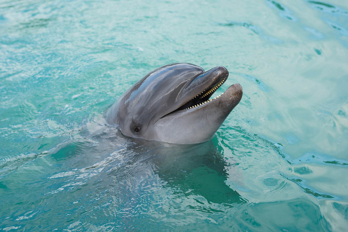 okinawa dolphin