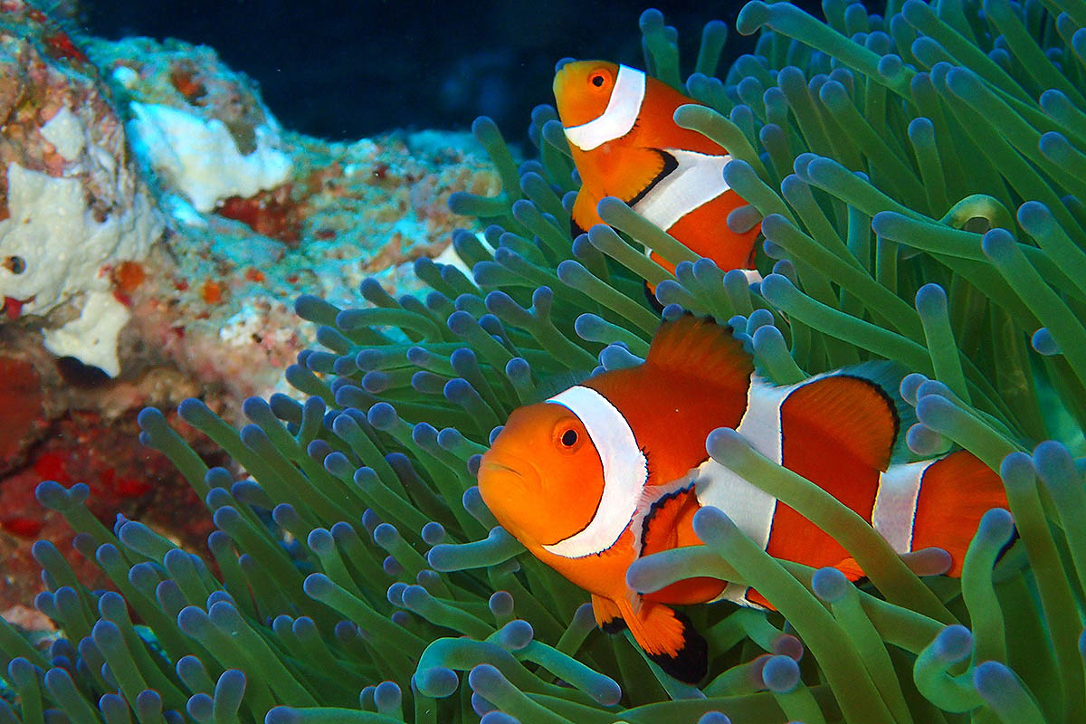 clownfish coral reef okinawa