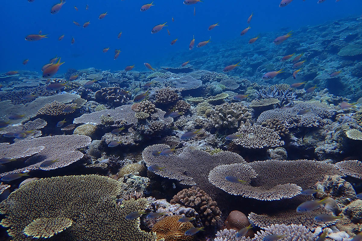 coral reef okinawa
