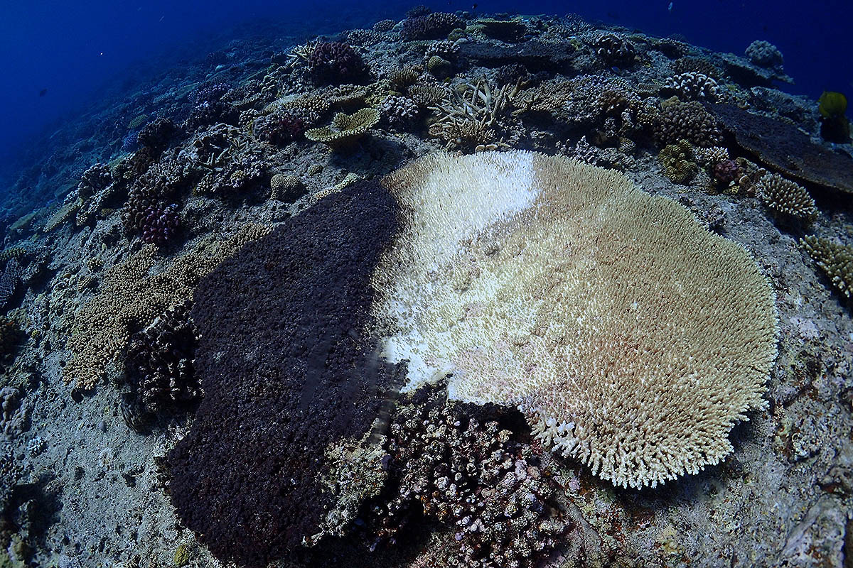 damaged corals 1