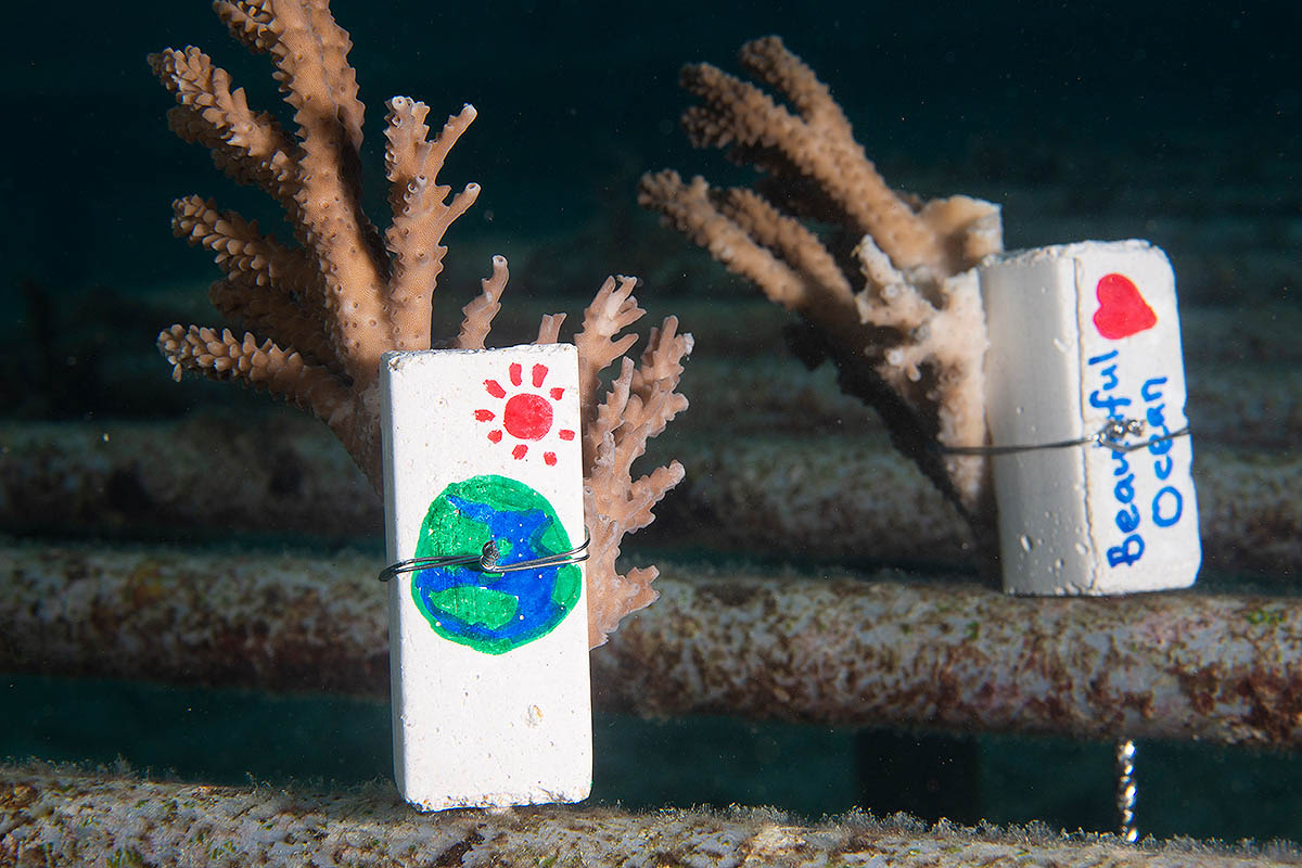 planted coral ocean floor
