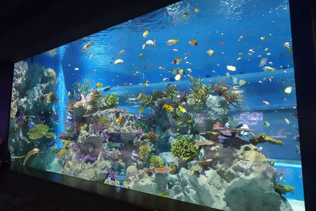 dmm kariyushi aquarium 4
