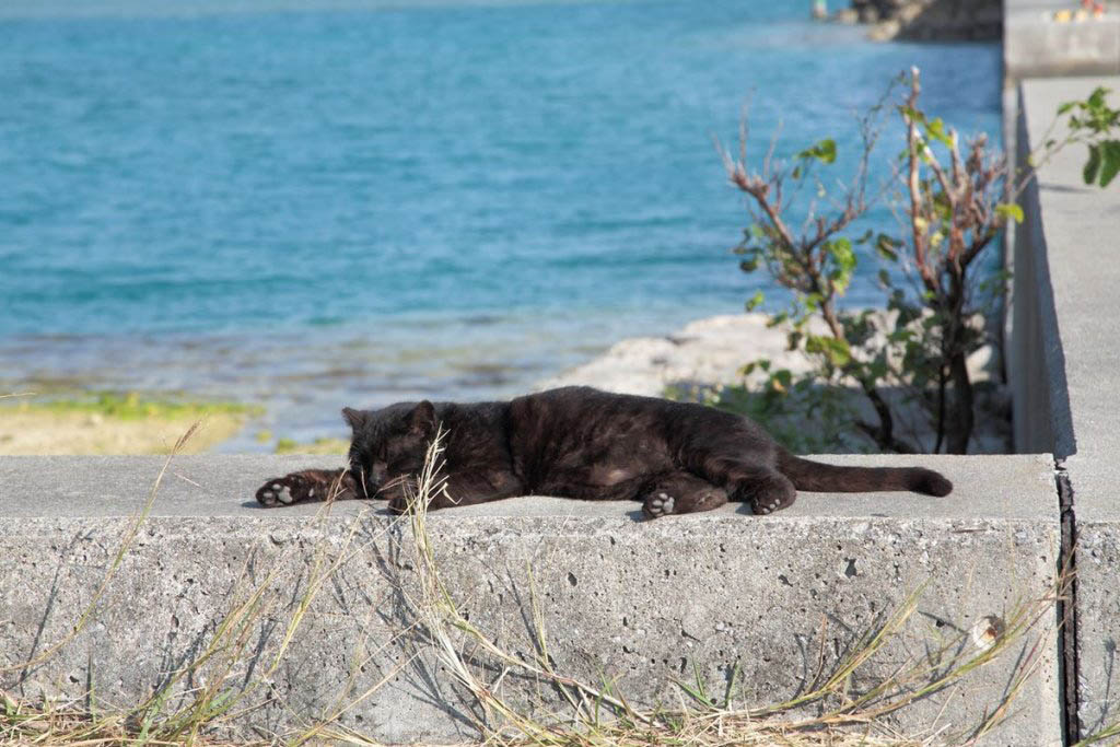 ou island sleeping cat