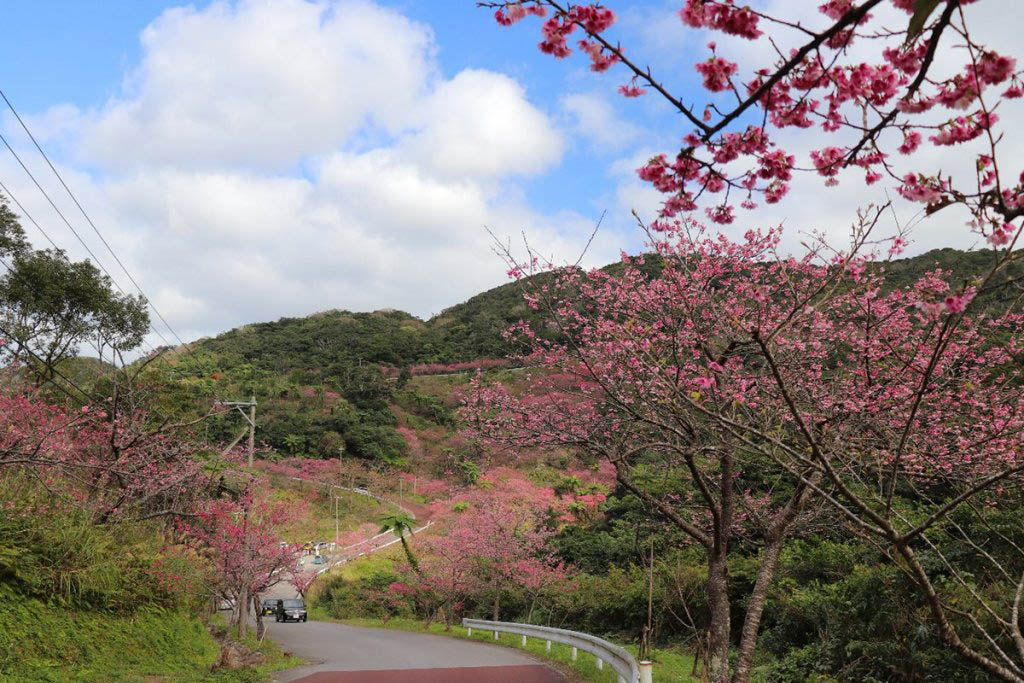okinawa cherry blossoms mountains
