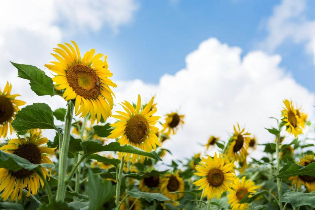 okinawa sunflowers