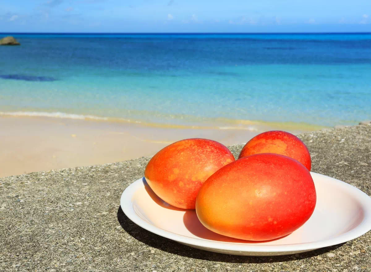 miyako island mangoes