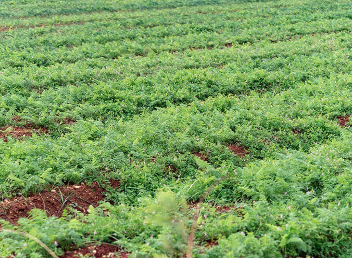 tsuken island carrot field