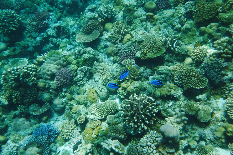 minna island coral reef