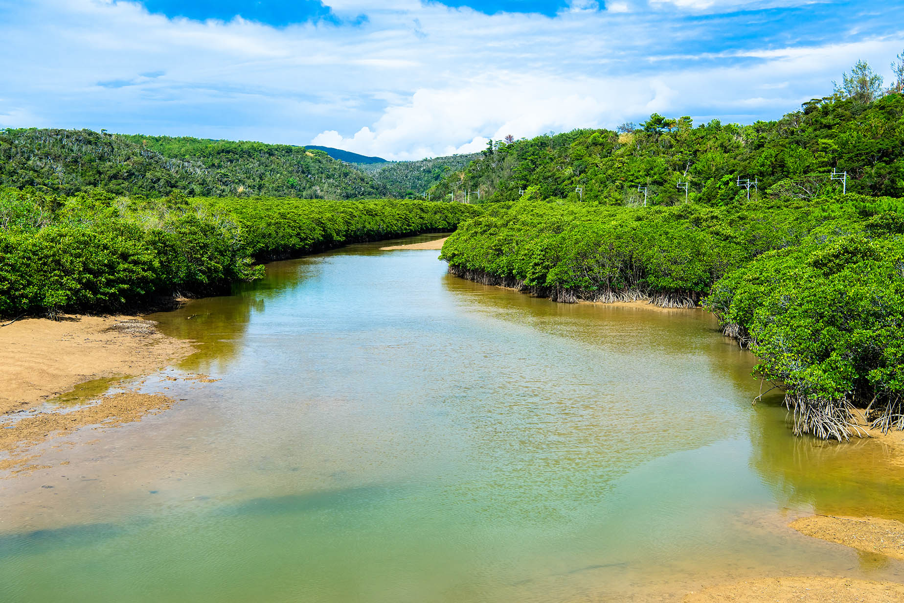 yanbaru mangroves river