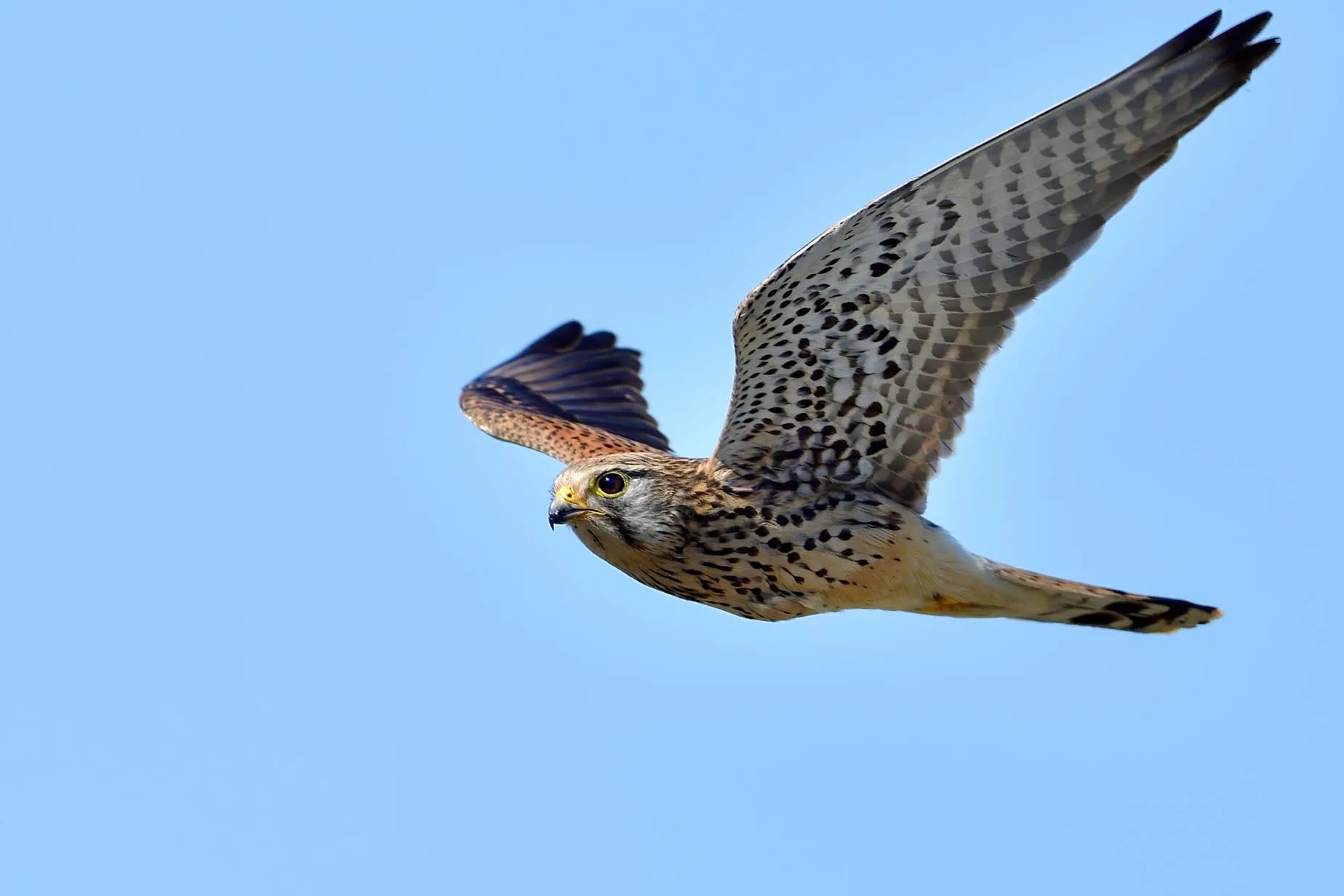 aguni island birdwatching