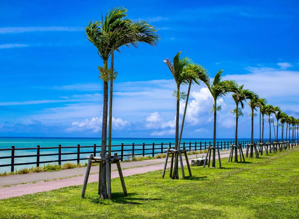 toyosaki palm trees ocean