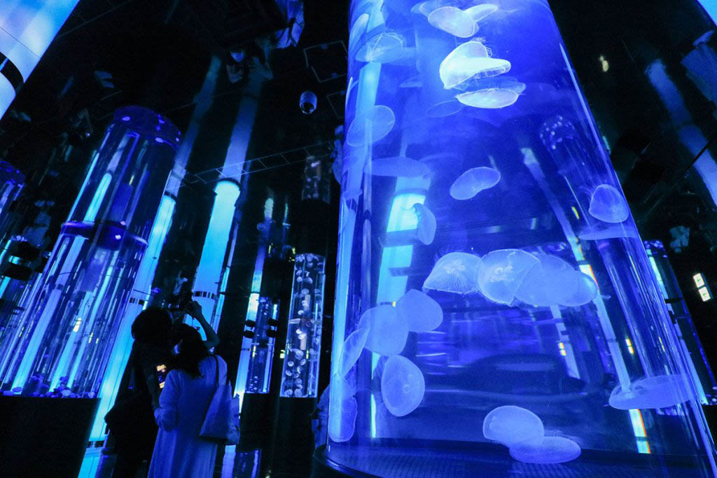 toyosaki dmm kariyushi aquarium