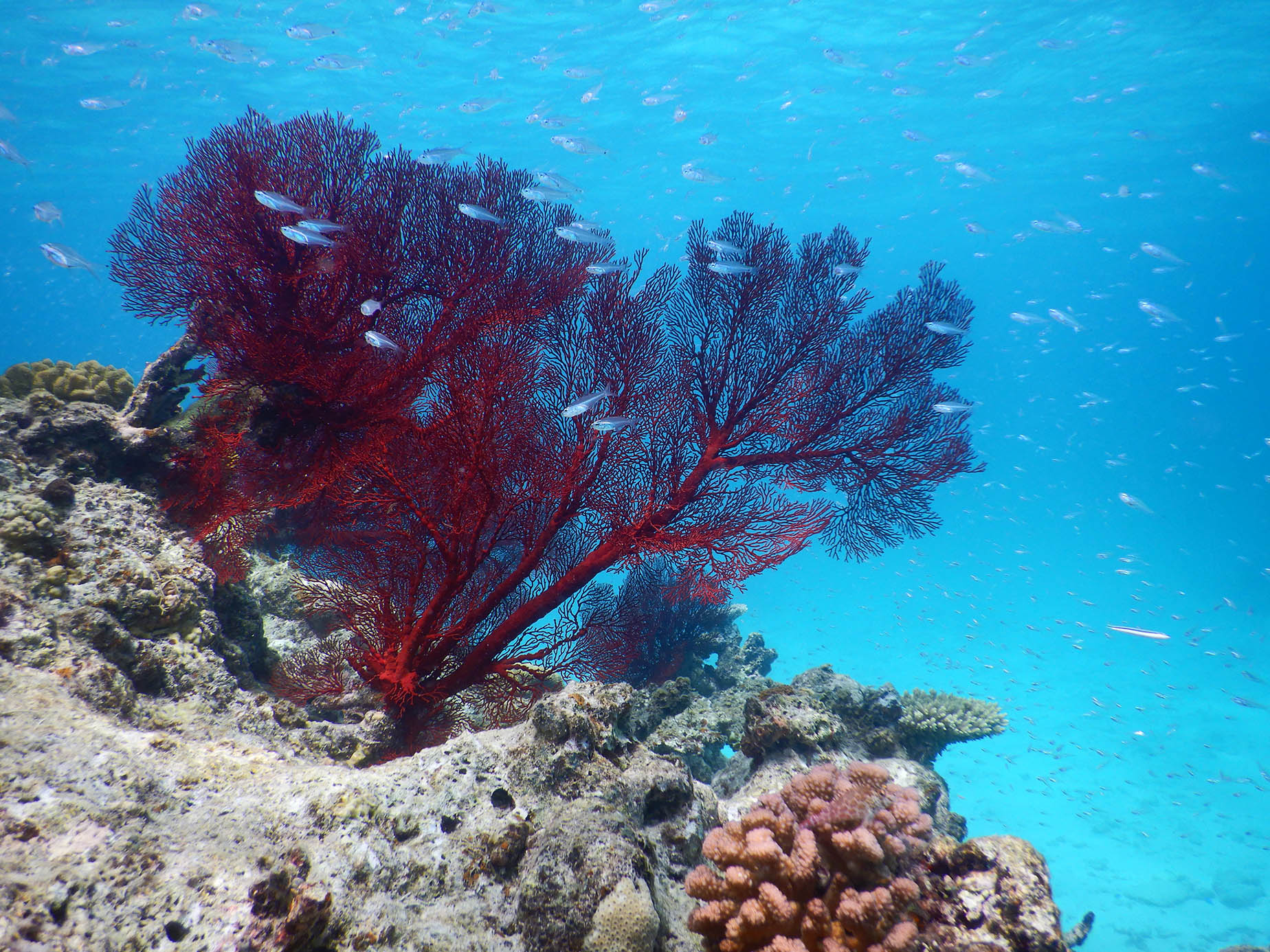 aragusuku island coral reef