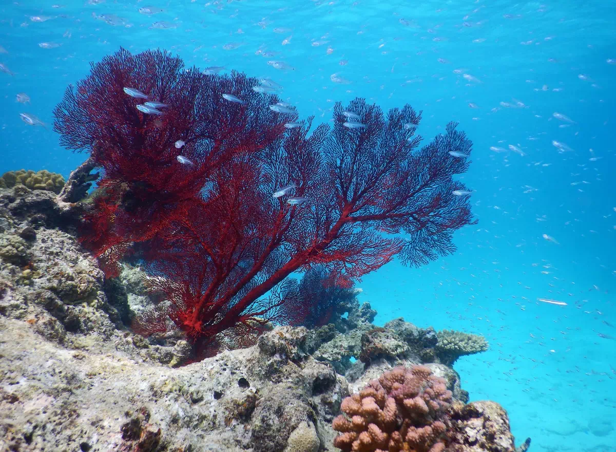 aragusuku island coral reef