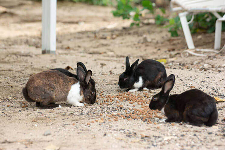 kayama island wild rabbits