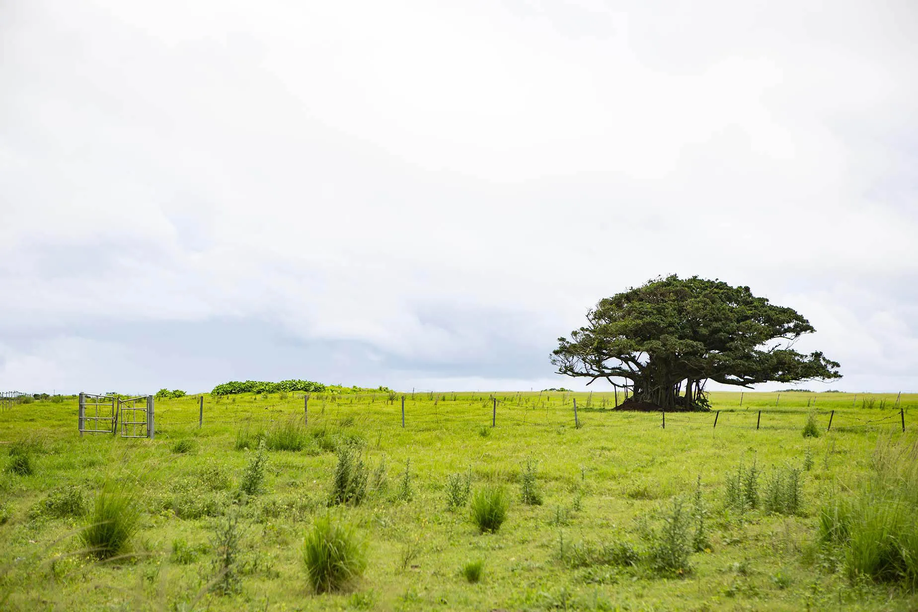 kuroshima island field scenery