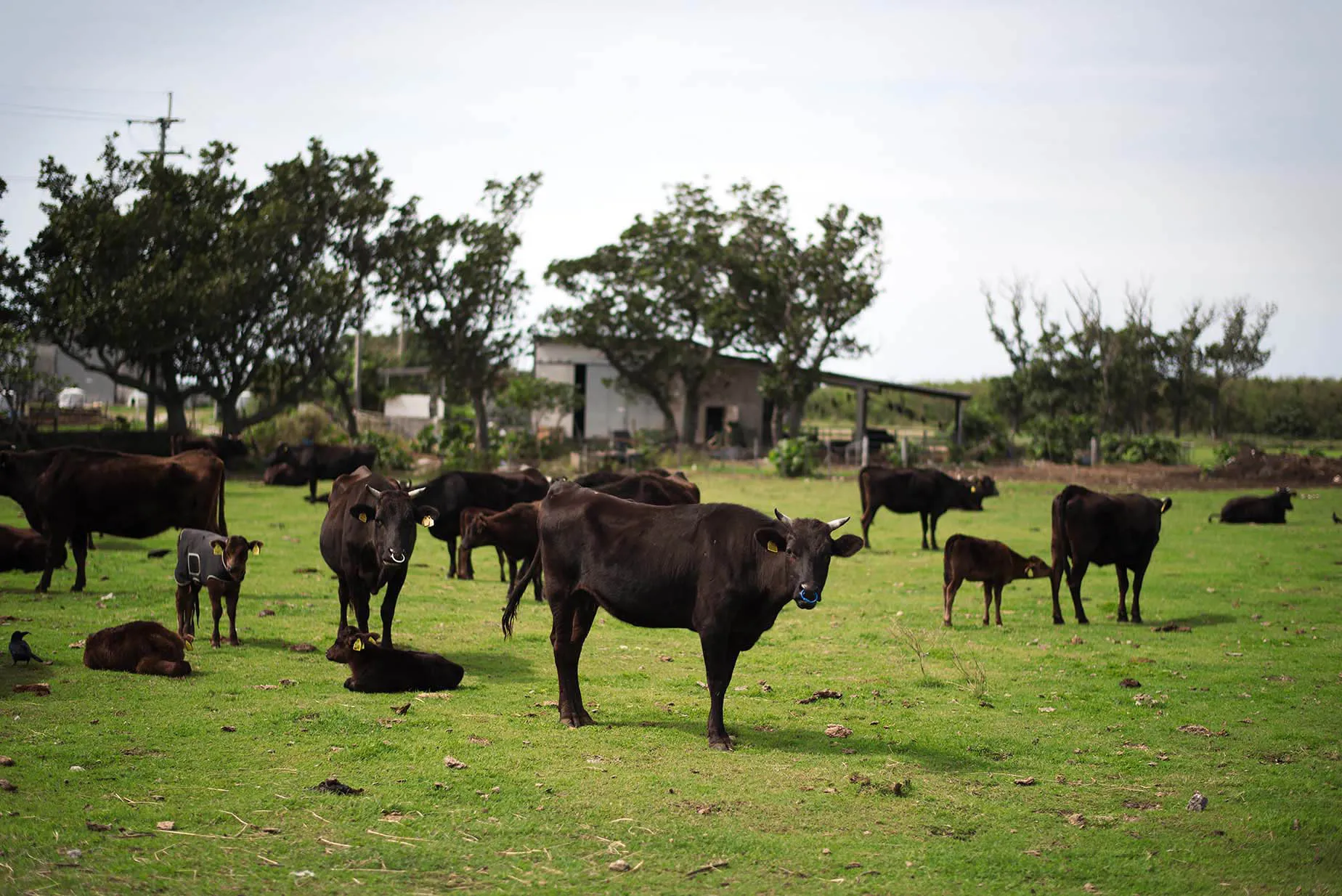 kuroshima island cows