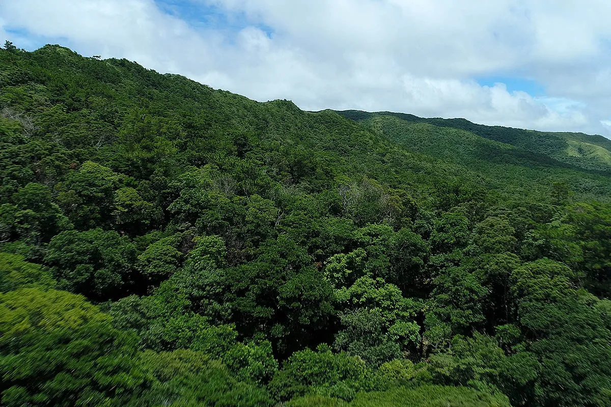 okinawa yanbaru forest