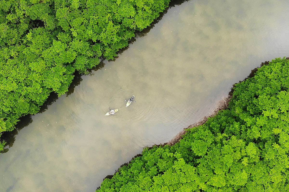 okinawa mangrove forest river