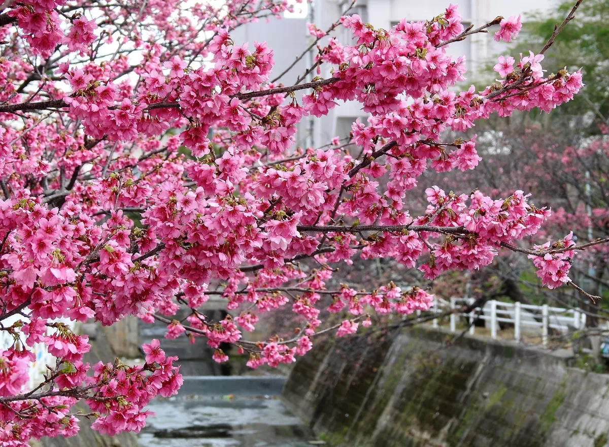 february naha cherry blossom festival