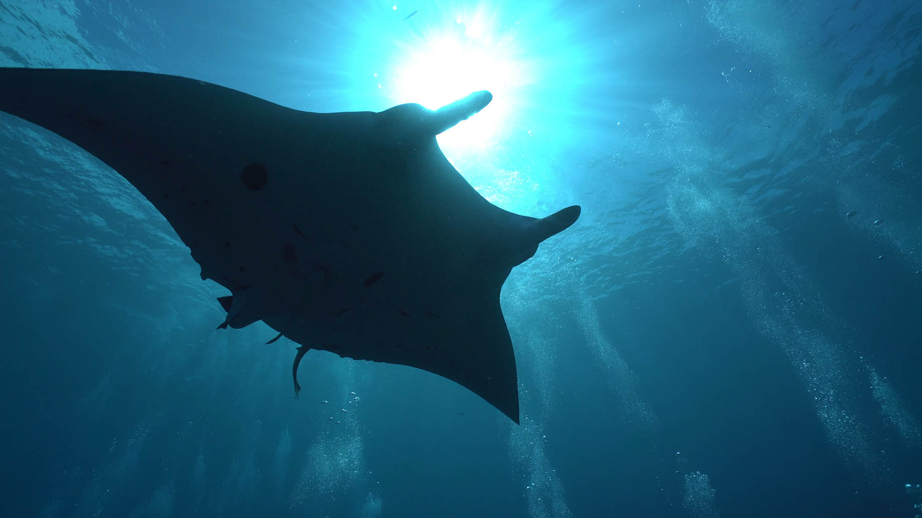 january manta ray okinawa
